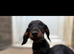 Lovely male Black and Tan mini dachshund born 16th March.