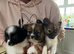 Adorable Pomchi Puppies For Sale
