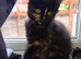 Maine coon cross