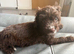 6 beautiful puppies