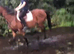 Family horse all-rounder 6yo 16h Irish TB mare