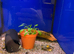 Peppered Corydora (Hoplisoma paleatum)