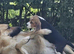 Stunning Blanket Tri, KC Registerd, Beagle Pup - Ready Now