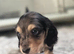 Kc Dapple mini long haired Dachshund