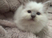 Stunning gccf lilac ragdoll boy big and chunky