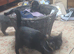 Two GORGEOUS kittens ready for loving homes