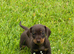 Gorgeous Dachshund puppies for sale