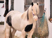 13.2 gypsy cob
