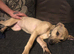 Female greyhound pup