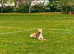 German X Dutch Shepherd puppies