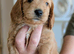 5week old outstanding full DNA tested Cockerpoo puppies