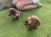 3 beautiful puppies for sale