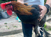 French copper marans rooster