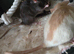 4 rat girl for sale