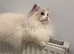 Female and kittens Bi colour European