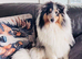 Amazing blue Merle Shetland sheepdog stud