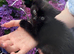 Scottish fold kitten