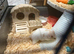 4month old female hamster