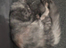Female and male mainecoon