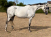 Full up 16.1 grey thoroughbred mare
