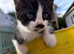 Beautiful playful kittens