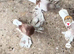 Uzbek pigeons