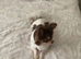 Stunning Chocolate, Tan & White Long-Haired Chihuahua