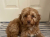 Amazing cavapoo puppies