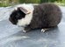 Teddy Guinea pig Babies - Ready Now