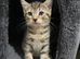 Ready now British Shorhair x kittens Quick sale
