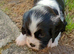 Stunning female puppy