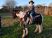 Perfect bombproof pony