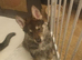 Wolfdog/husky hybrid x german shepherd