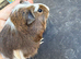 Baby guinea pigs