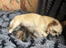 1 chihuahua Pup for sale - Girl