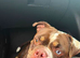 Gorgeous 2 year old female pocket bully