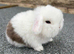 Miniature lop babies true to type