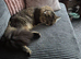 Maine coon x