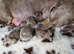 4 minature dachshund puppies