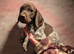 Gorgeous GSP KC registered puppies