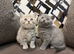 Scottish Fold x British Shorthair Kittens &ndash; 3 Weeks Old