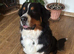Romanian import Bernese mountain dog
