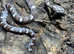 Corn Snakes at Birmingham Reptiles
