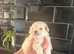 Beautiful F1 teacup maltipoo