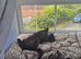 Bilbo - Friendly, Vocal, loves cuddles, neutered and chipped, 3 yrs old