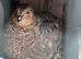2 bond male 6 week old quail