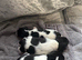 Traditional short legged jack russels