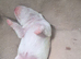jack russell puppies two girls