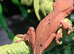 One cute crested gecko for sale