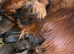 Kc registered Long Hair Dachshunds